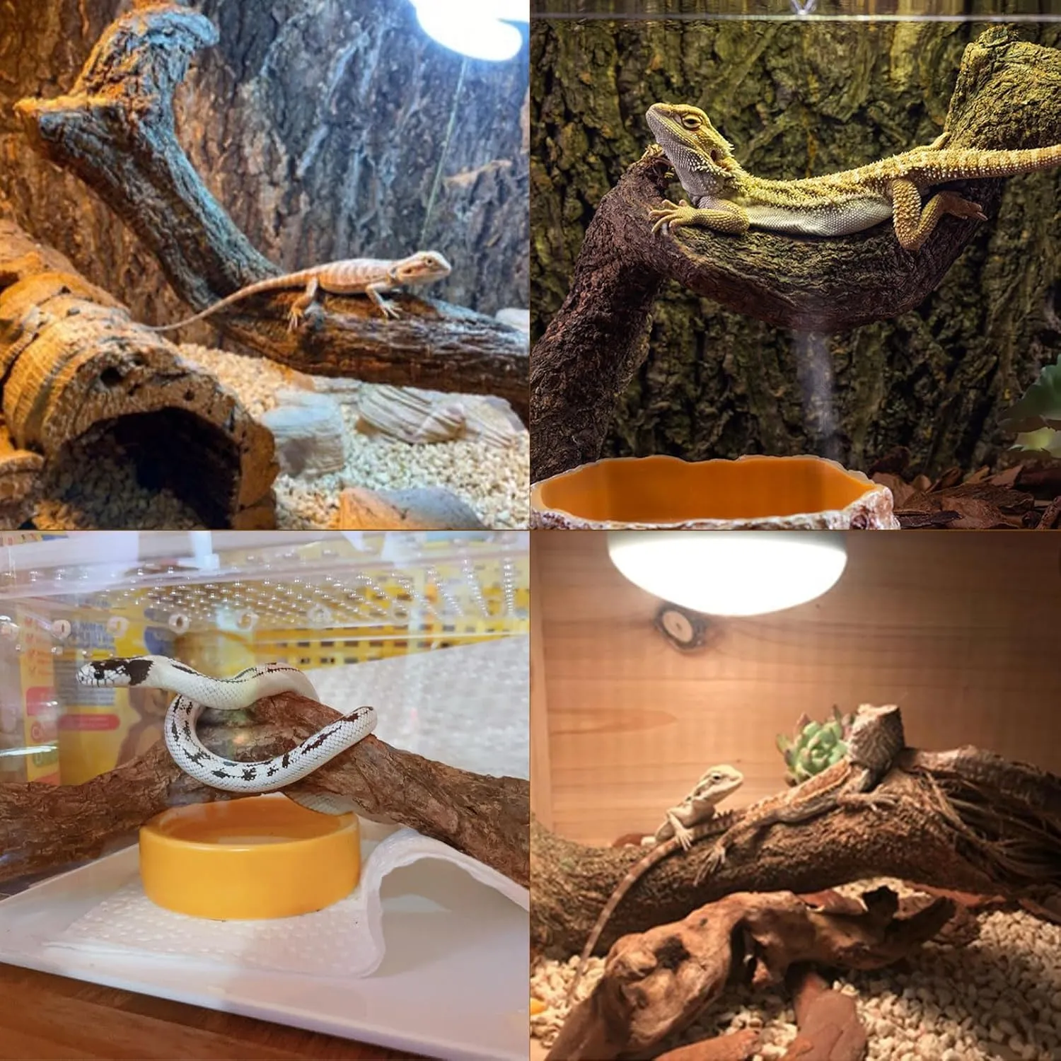 BNOSDM Reptile Forest Climbing Branch Decor Crested Gecko Climb Wood Natural Branches Tree for Snake Frog Chameleon Spider Bearded Dragon Terrarium Habitat Tank Accessories,4PCS