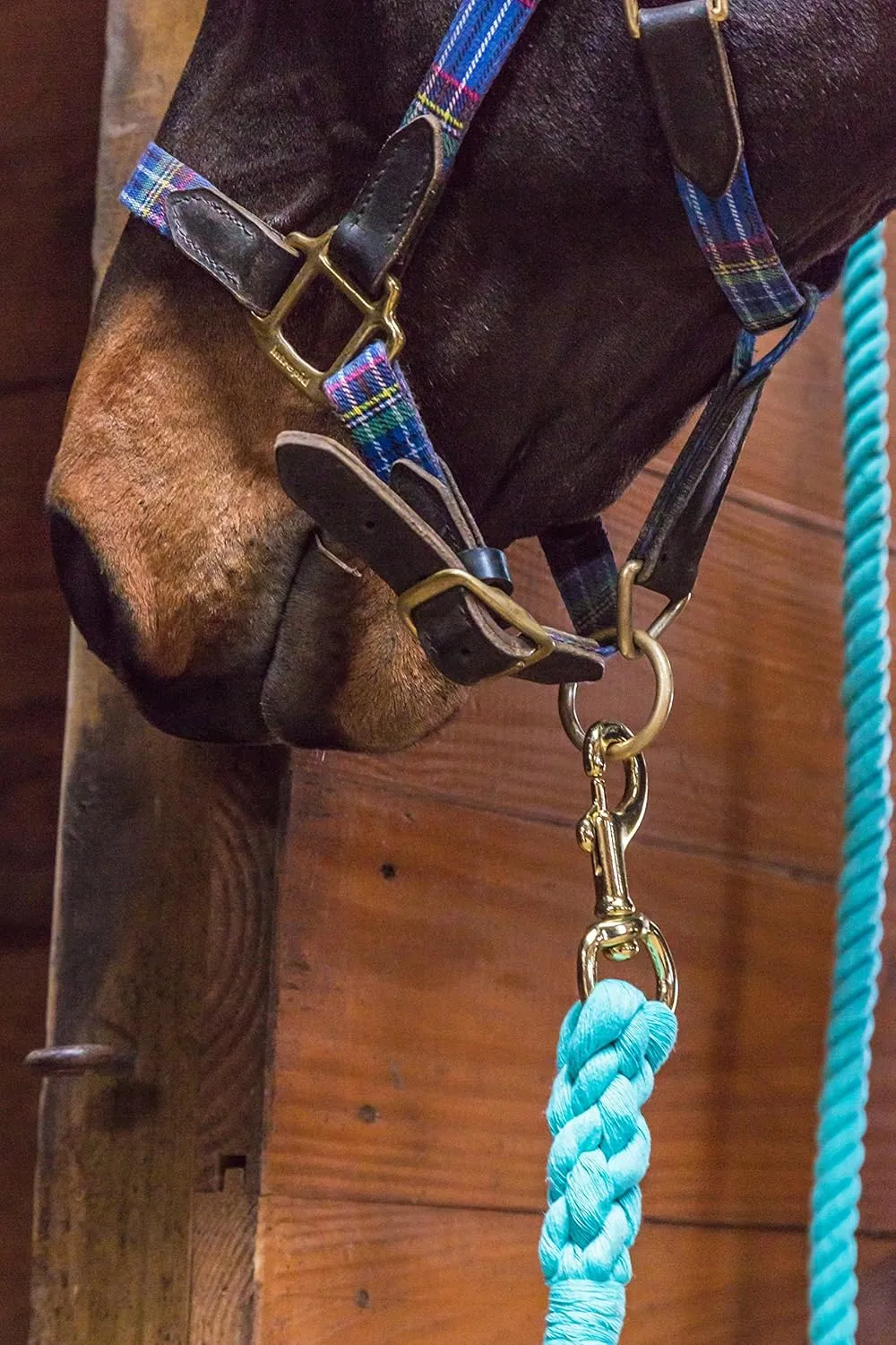 Intrepid International Horse Tack - Heavy Duty Cotton Rope Lead Ropes for Horses, with Durable Brass Trigger Snap, Attaches to Halter or Harness, Soft and Comfortable Grip - 10 Feet